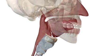 Pharynx and larynx are the structures present in the neck region