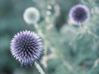 Closeup shot of vibrant globe thistle flowers blooming in the sun.