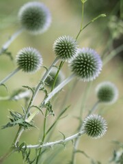 Closeup shot of vibrant globe thistle flowers blooming in the sun.