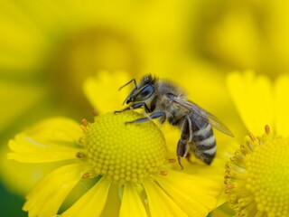 Closeup shot of a bee on a yellow helenium flower.
