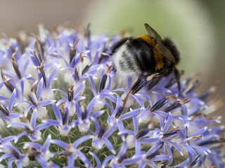 Closeup shot of a bee on a purple ball thistle flower.