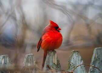 Close up of a northern cardinal perched on top of a  wooden fence post, gazing off into the distance