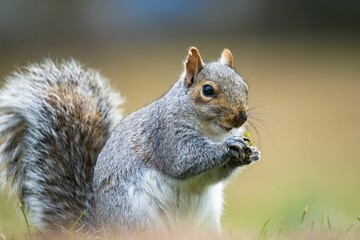 Close up of a squirrel perched on the grass while holding an acorn