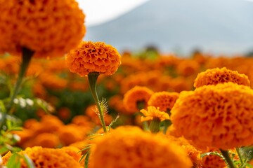 Selective focus of a vibrant orange marigold flower surrounded with blooms in a garden