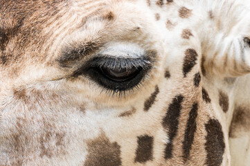 Detail of the eye of a Rothschild's giraffe (Giraffa camelopardalis rothschildi)