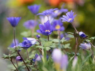 Obraz na płótnie Canvas Beautiful garden scene featuring bright purple Balkan anemone flowers in bloom