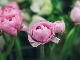Cluster of pink Persian buttercup flowers blooming in the garden