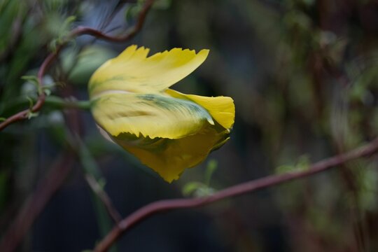 Close-up shot of a beautiful yellow flower grown in the garden in spring