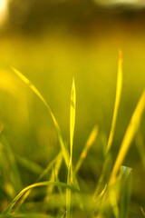 Defocus blade of grass on green background. Nature of green leaf in garden summer. Natural green leaves plants using spring background cover page greenery environment ecology wallpaper. Out of focus.