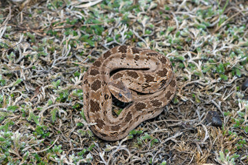 Rhombic night adder (Causus rhombeatus)	