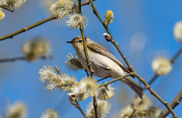 A small olive-gray willow warbler sits on a branch with yellow catkins.