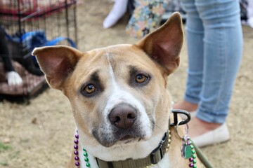 Closeup of an adorable brown and white dog wearing a colorful beaded necklace and stylish collar.