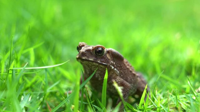 Asian common toad, duttaphrynus melanostictus vocal sac pulsated as it remained still on lush green grass, biding its time for ideal opportunity to strike at the housefly atop its back, close up shot.