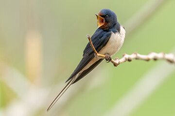 Barn swallow is perched on a branch and sings with its beak wide open