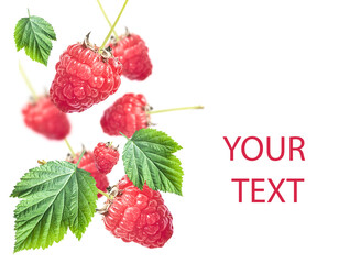 levitation pattern of fresh organic raw raspberries isolated over white background, healthy eating,...