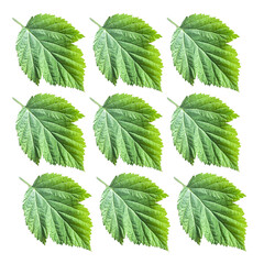 pattern of raspberry green fresh leaves isolated over white background. High quality photo