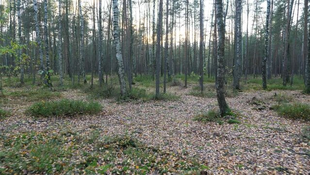 Autumn forested park, sparse growing birch and pine trees, evening hour, sunset light seen ahead. First person view camera walk forward, fallen leaves on ground between green patches