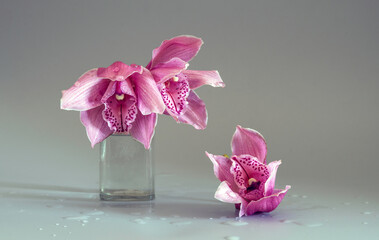 Still life with orchid flowers. Minimalism