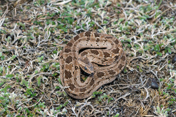 Rhombic night adder (Causus rhombeatus)	