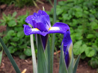 iris olandese 