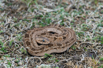 Rhombic night adder (Causus rhombeatus)	