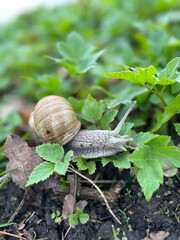 Weinbergschnecke,  Helix pomatia , auf grünen Blättern , snail on a leaf - 594631329