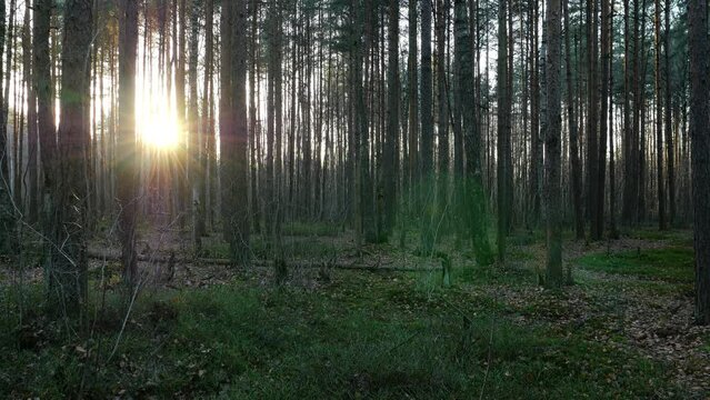 Bright star of evening sun shine through young forest, autumn nature view at sunset hour. Pine tree trunks and some birches, small fallen leaves seen on ground
