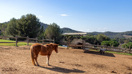 Obraz premium caballo marrón
