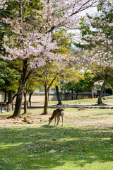 奈良公園にいる鹿