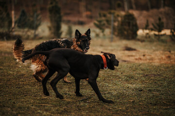Dwa psy atakują się i gryzą w formie zabawy - obrazy, fototapety, plakaty