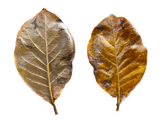 Isolated brown back and forth Terminalia catappa leaves with clipping paths on white background