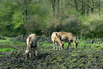 Obraz na płótnie Canvas A pack of The Père David's deer (Elaphurus davidianus), also known as the milu (Chinese: 麋鹿; pinyin: mílù) or elaphure grazes at the water's edge. Extinct in the wild. Very strange.