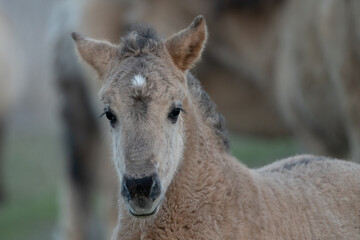 A beautiful foal and offspring of a mighty stallion lives carefree in the herd of Konick horses.
