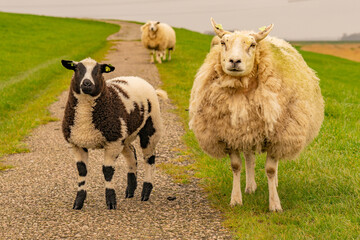 This ewe of the Texelaar wide with next to her a lamb, a variegated sheep, grazes on the Knardijk in Flevoland. The Texelaar is a checkered sheep with a short neck and thick head, a real meat sheep.