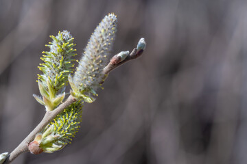 Willow buds close-up.