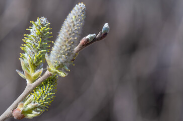 Willow buds on a branch close-up.
