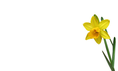 Beautiful yellow wild daffodil flower isolated with green fresh stem 