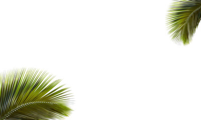 Isolated palm, coconut leaf design for poster and cards