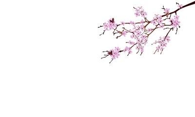Branch of Cherry blossom stock illustration, Pink flower cherry blossom cutout for background and poster