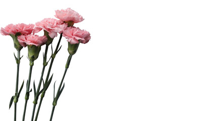 Pink carnation flowers with green buds and leaves isolated 