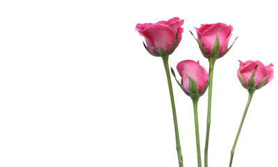 Pink rose flowers with green buds  isolated in the side of poster wallpaper