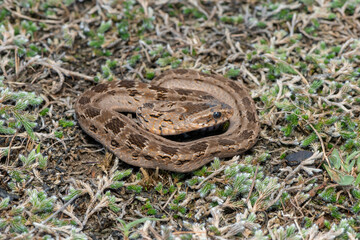 Rhombic night adder (Causus rhombeatus)	