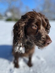 Cockerspaniel im Schnee, dog in snow - 594636132