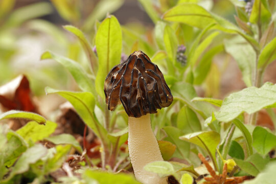 A small, young edible mushroom Morchella semilibera, commonly called the half-free morel, grows in the forest. The brown cap is hemispherical, pointed. The white stem is colubrid-patterned and flaky.