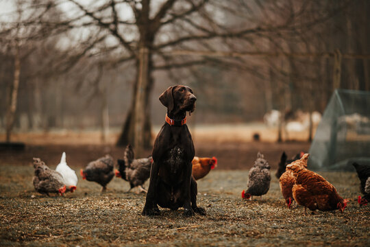 Pies hospodarski pilnuje pasących się kur na polu