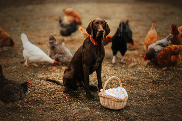 Fototapeta Pies wyżeł siedzi obok koszyka wielkanocnego a w tle jedzą kury obraz