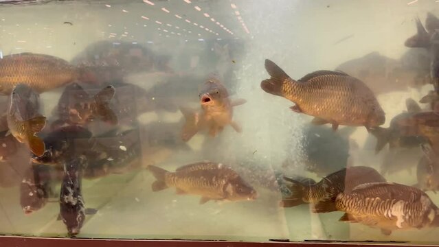 Sale of live fish to a shop aquarium