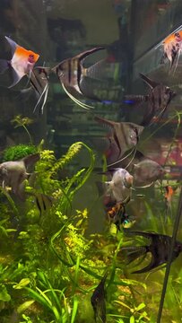 Many tropical pterophyllum fish swimming.