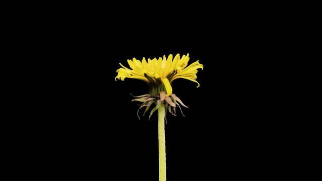 A yellow dandelion flower blooms on a black backgr