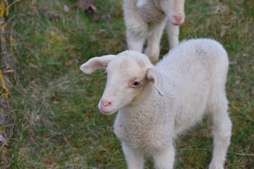 sheep in the countryside in the spring